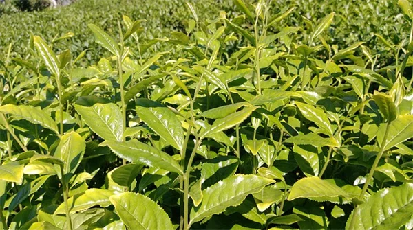 プロ愛用！手間いらずで境界をぼかす6つの植物