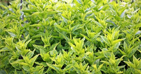 フードスケープのコツ教えます！コンテナで花と野菜を一緒に楽しむ方法