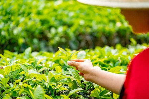 1月の庭仕事、実はこれが1年の鍵
