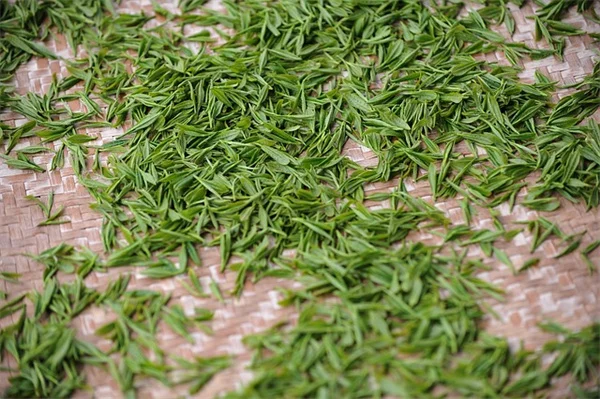 冬野菜の収穫はペルセポネ期で決まる！初心者向け実践ガイド