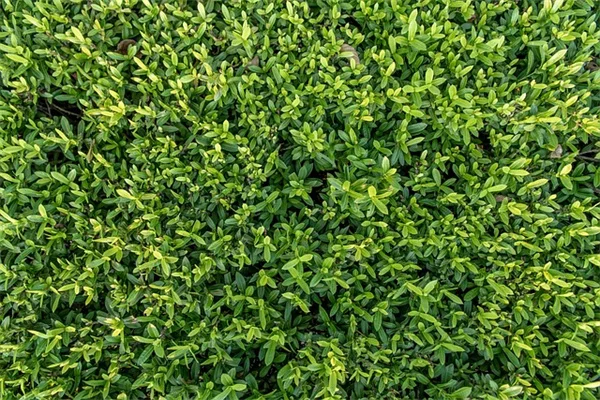 花がら摘み不要で春から秋まで咲き続ける多年草8選