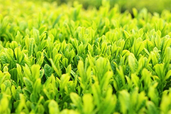 私が試した耐乾性花木5選：水やりを減らして美しい庭を実現する方法