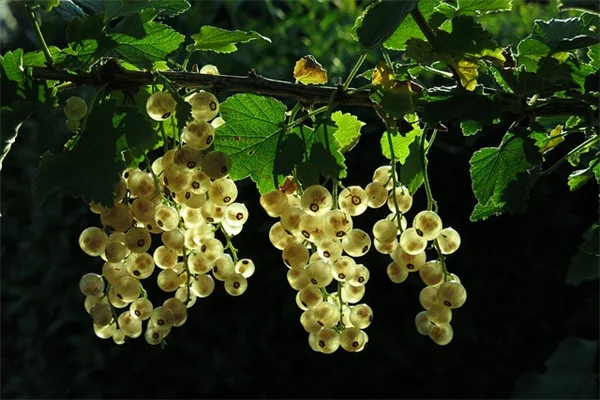 9月に植えるべき多年草7選とその理由